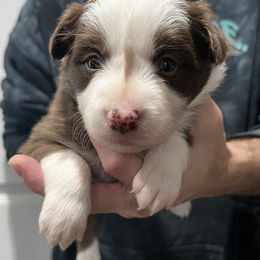 Girl 3 - Red female Border Collie puppy in Memphis, New York from Dual Traxx Border Collies