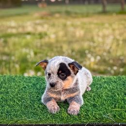 Pink collar - Blue speckled female Australian Cattle Dog puppy in Spokane, Washington from 4D Cattle Dogs