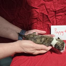 Coral - White and red brindle female Whippet puppy in Alvin, Texas from Pecan Grove Akitas & Whippets
