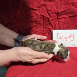 Coral - White and red brindle female Whippet puppy in Alvin, Texas from Pecan Grove Akitas & Whippets