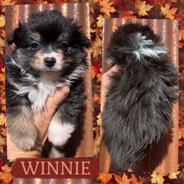 Winnie - Black tri female Toy Australian Shepherd puppy in Fort Worth, Texas from King of Hearts Corgis