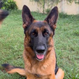 Vienna - German Shepherd