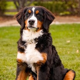 Murphy - Bernese Mountain Dog