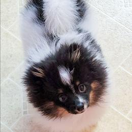 Evee - Pomeranian