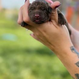Pink girl - Chocolate female Labrador Retriever puppy in Conway, Missouri from Ozark Mountain Kennel