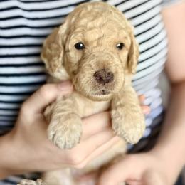 Yamaha 'Yama' - Cream female Goldendoodle puppy in Dayton, Ohio from Perks Court Doodles