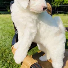Bernedoodle and Pyredoodle Puppies from FDF Pyredoodles & Bernedoodles