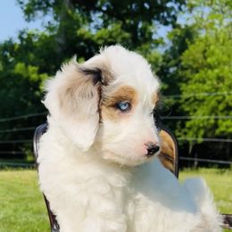 Bernedoodle and Pyredoodle Puppies from FDF Pyredoodles & Bernedoodles