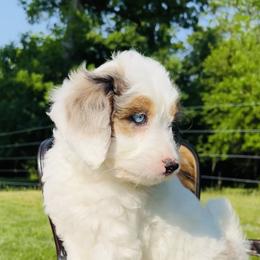 Bernedoodle and Pyredoodle Puppies from FDF Pyredoodles & Bernedoodles