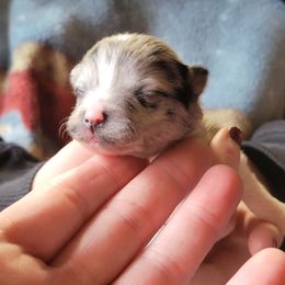 Pomeranian Puppies from Paradise Point Pomeranians