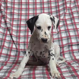 Brangus- Yellow LUA - White and black male Dalmatian puppy in Claremore, Oklahoma from Lotsofdots Dalmatians