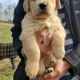 Golden Retriever Puppies from Emma's Golden Puppers