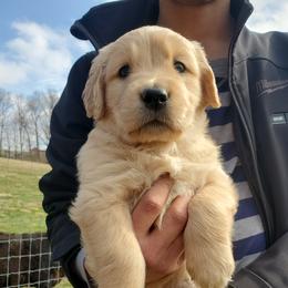 Golden Retriever Puppies from Emma's Golden Puppers