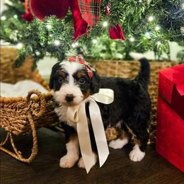 Sugar - Tri-color female Bernedoodle puppy in Russell Springs, Kentucky from 270 Doodles