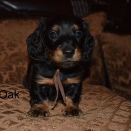 Oak - Black and tan male Dachshund puppy in Oxford, Pennsylvania from Emily’s Dachshund Puppies