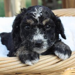 Espresso - Tri-color female Bernedoodle puppy in Scottsville, Kentucky from Barren River Bernedoodles and Poodles