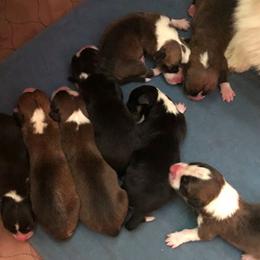 Pembroke Welsh Corgi Puppies from Tom Wiseman
