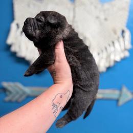 Metal head - Black male Chinese Shar-Pei puppy in Lehigh Acres, Florida from Florida Wrinkles