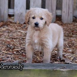 Kennedy - Apricot female Goldendoodle puppy in Lebanon, Missouri from Knapp's Paw Prints