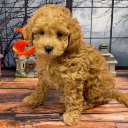 Apple Jack (Orange Collar) - Apricot female Goldendoodle puppy in Santa Clara, Utah from Desert Dawn Doodles