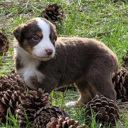 Penny - Red tri female Miniature Australian Shepherd puppy in Spirit Lake, Idaho from Gemstone Ridge Mini Aussies