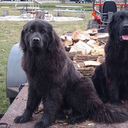 Newfoundlands from H & M Acres Newfoundlands