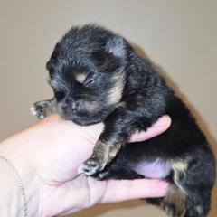 Rocky - Black and tan parti male Pomeranian puppy in Santa Ana, California from Legacy Pomeranian of Orange County