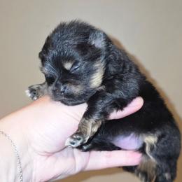 Rocky - Black and tan parti male Pomeranian puppy in Santa Ana, California from Legacy Pomeranian of Orange County