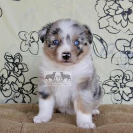 Little Foot - Blue merle male Australian Shepherd puppy in Elkhart, Texas from Donaldson Dogz