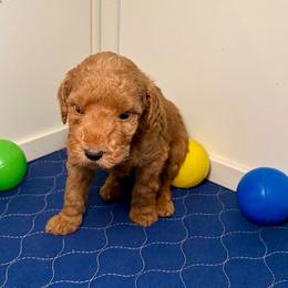 F1B Goldendoodle Barnacle - Red  male Goldendoodle puppy in Redding, California from Casa Delarosa Collective Poodles & Doodles