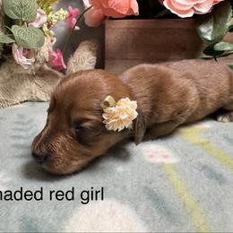 Red girl - Red female Dachshund puppy in Alice, Texas from Crimson’s longhair Dachshunds