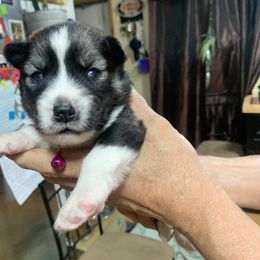Siberian Husky Puppies from TRUHUSKY SIBERIANS
