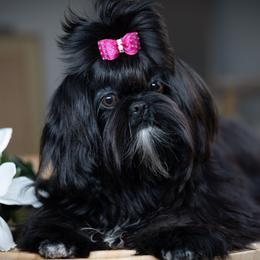 Shih Tzus from BethAsh Shih Tzu