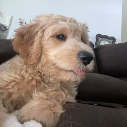 Goldendoodle Puppies from Doodley Doodles