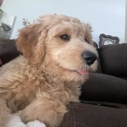 Goldendoodle Puppies from Doodley Doodles