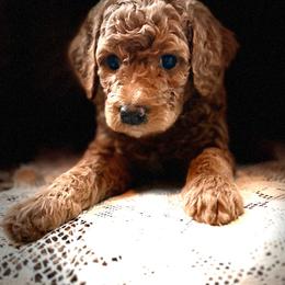 Skipper - Brown and white female Aussiedoodle puppy in Riverside, California from Just Loving Doodles