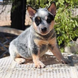 Kyubey (ASDR) - Blue speckled male Australian Cattle Dog puppy in Marana, Arizona from Impact 3rd Australian Cattle Dogs