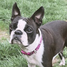Tuesday - Boston Terrier