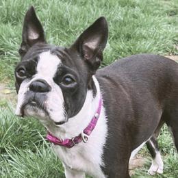 Tuesday - Boston Terrier