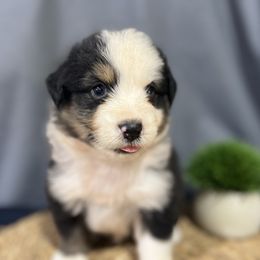 Creed - Black tri male Miniature American Shepherd puppy in Clinton, Missouri from Mockingbirds American Minis
