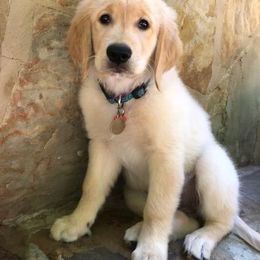 Golden Retriever and Goldendoodle Puppies from Guppy Puppies