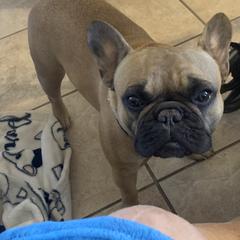 French Bulldog All Grown Up from SandRiver Kennel
