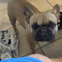 French Bulldog All Grown Up from SandRiver Kennel