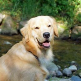 Golden Retrievers from Gladys Berlin's Golden Retrievers