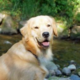 Golden Retrievers from Gladys Berlin's Golden Retrievers