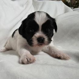 Jack - Black and white male Shichon puppy in Ronda, North Carolina from Willow River