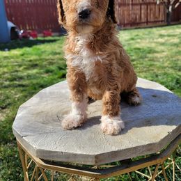 Goldendoodle Puppies from Heavenly Goldendoodles