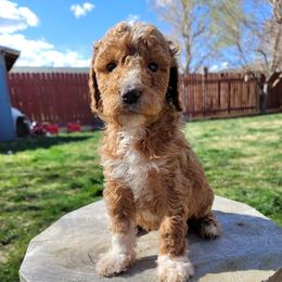 Goldendoodle Puppies from Heavenly Goldendoodles