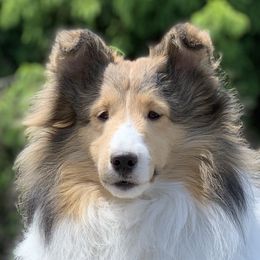 Luxe - Shetland Sheepdog