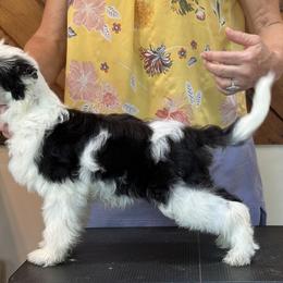 Chinese Crested Puppies from Windsong
